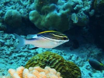 Coralfish