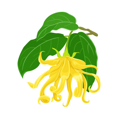 向量依兰依兰。盛开的黄花，绿叶孤立在白色背景上。卡通平面插图的芳香植物。