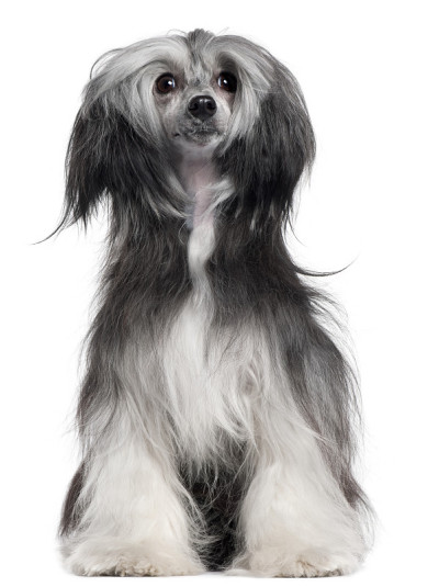 中国冠毛犬，15个月大