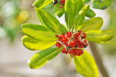 Pittosporum tobira