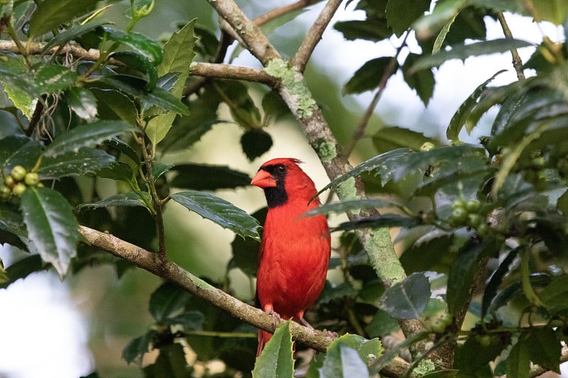 后院观鸟