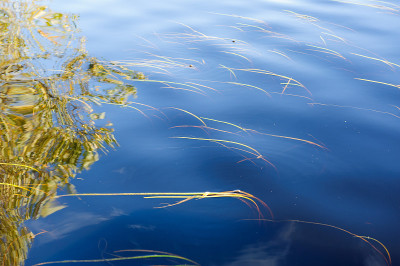 水草背景