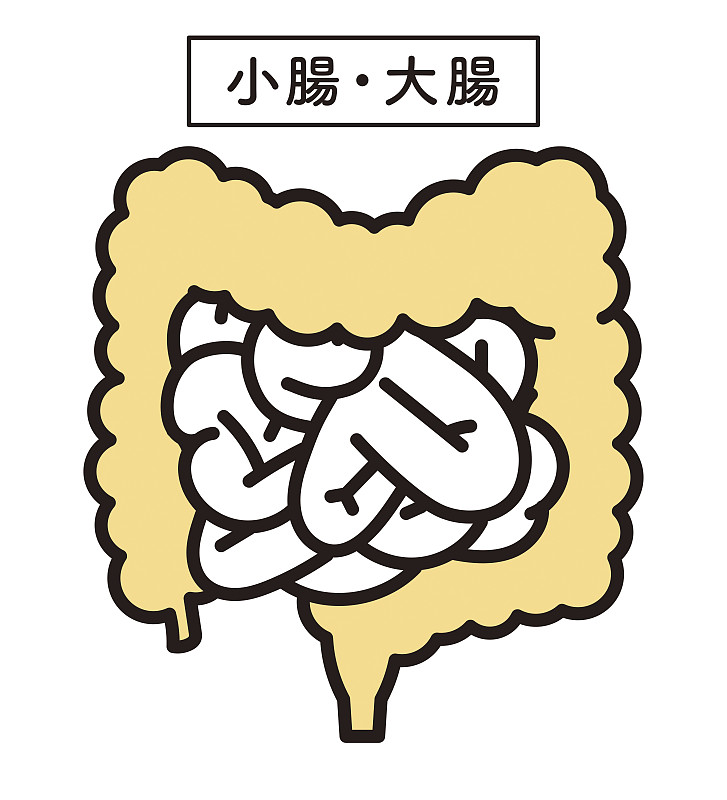 图示大肠和小肠消化系统