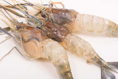生虎鲜虾白碟