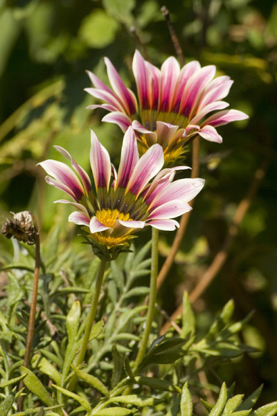 flower12