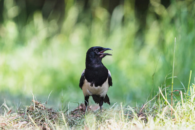夏季森林中张开嘴的欧亚喜鹊