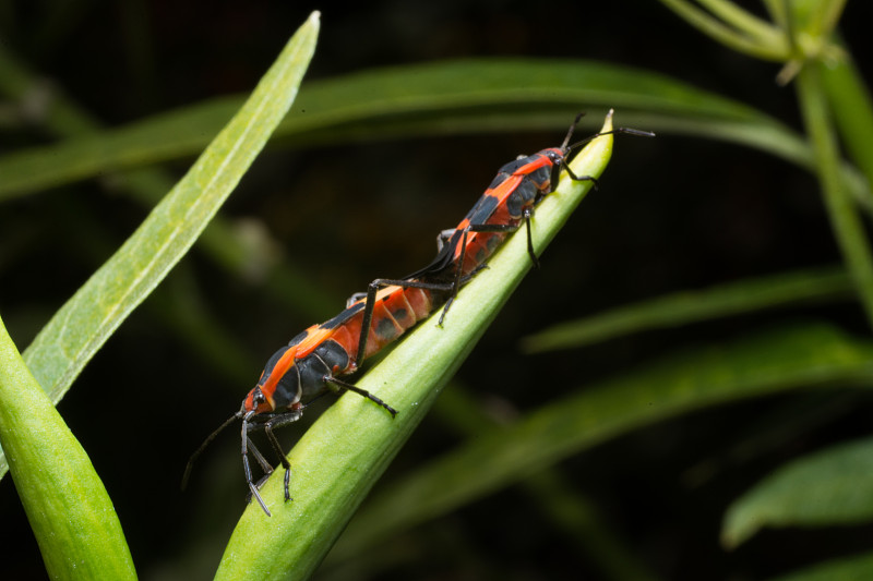 马利筋bug交配