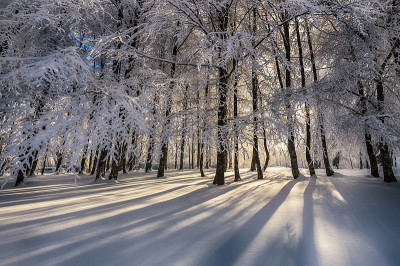 冬天。美妙的冬天的风景。树被雪覆盖着。到处都是白色的。寒冷的天气。乌鲁达格，布尔萨，土耳其伊斯坦布尔