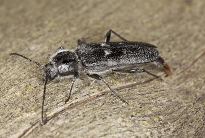 老蛀虫(Hylotrupes bajulus)