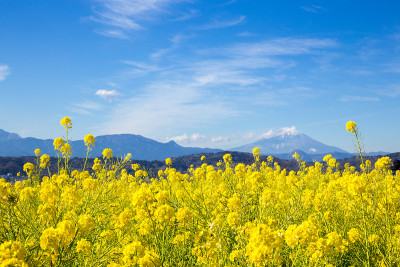 日本的油菜田和富士山