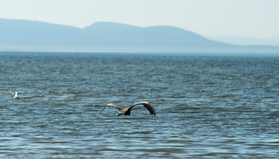 碧鹭低飞水面在桦树湾公园，Whatcom，华盛顿