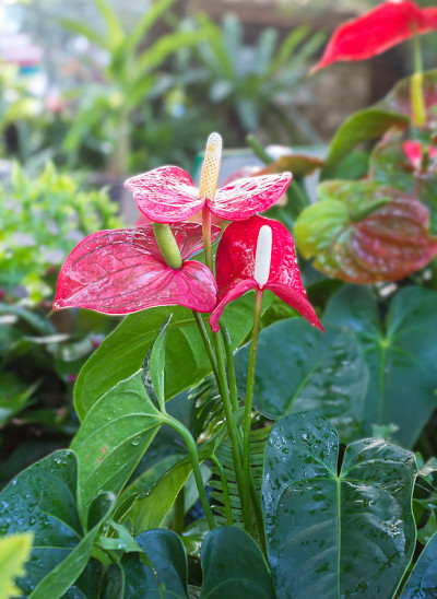 火烈鸟花在花园里