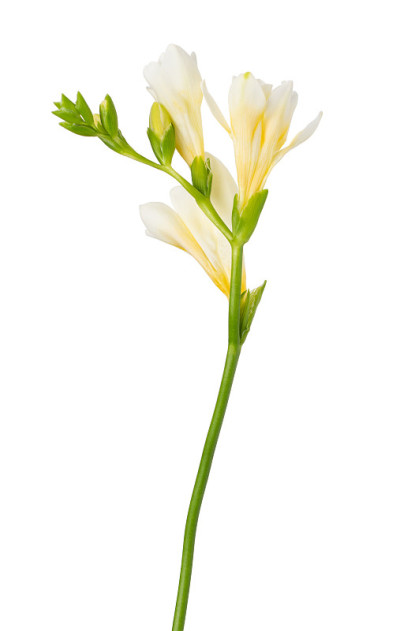 小苍兰花小枝孤立开花