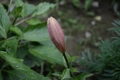 百合夏日娇嫩的花蕾