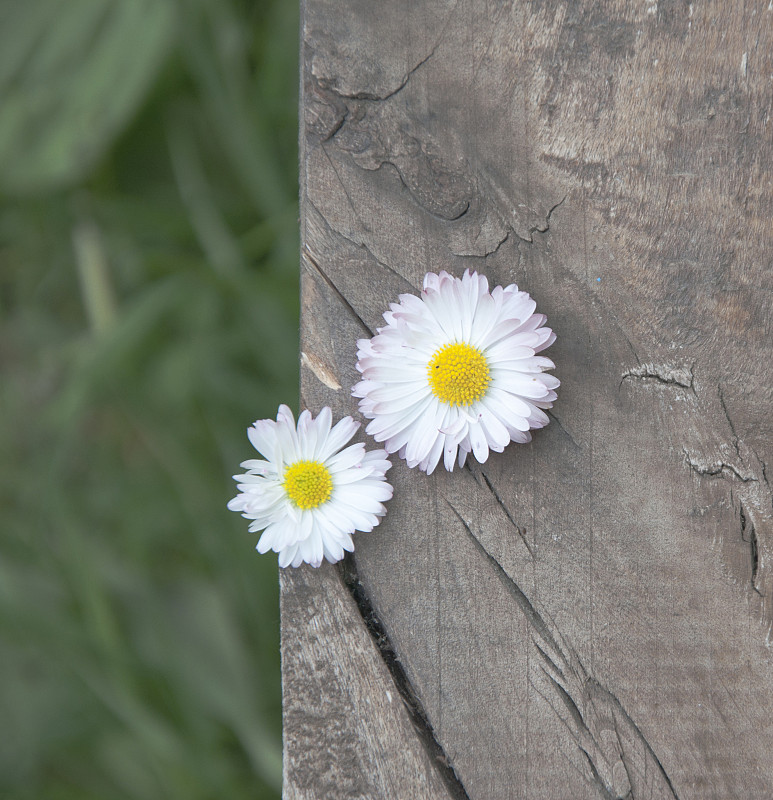 雏菊