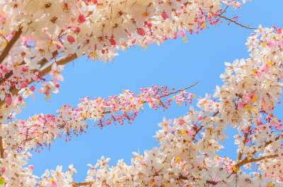 桂花在蓝天