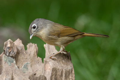 尼泊尔Fulvetta