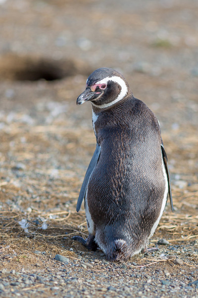 Penguins