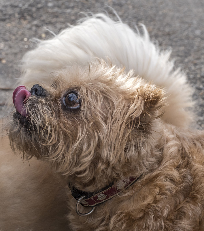 riffon Bruxellois或Brussels Griffon