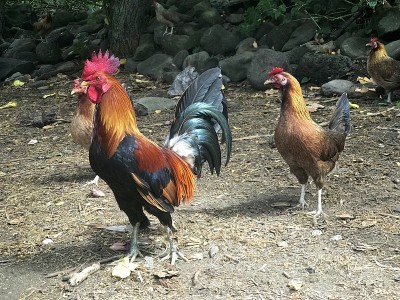毛伊岛的野鸡