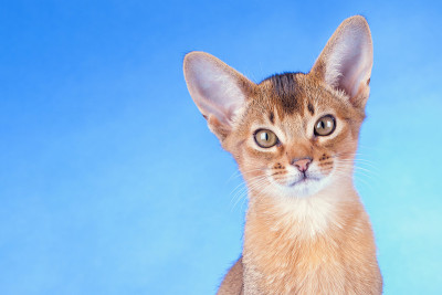 一只小小的阿比西尼亚红猫，蓝色背景上的小猫。