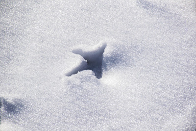 雪地里的脚印