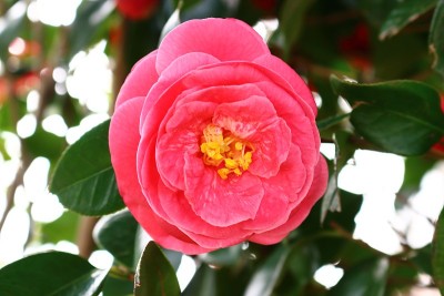 花，春天，野花，春天的花，花园，花坛，公园，野生，植物，树木，