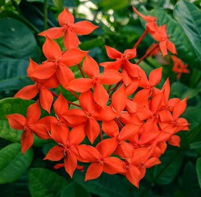 红色的花