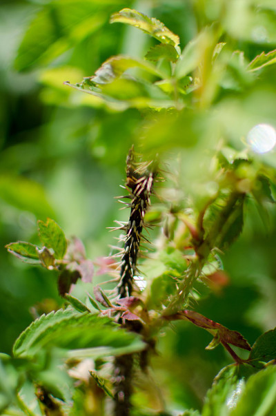 多刺茎植物特写