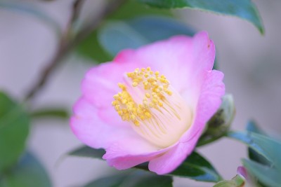 公园里的茶花展览