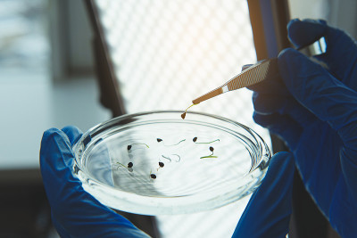 科学家拿着镊子在实验室里拔芽
