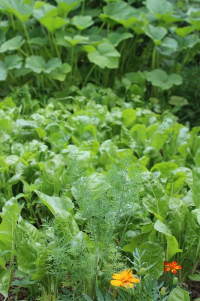 永续栽培园艺原理，有机园林。旱金莲，洋葱，莳萝，胡萝卜，欧芹，菠菜，南瓜。蔬菜与植物、花卉之间的辛能