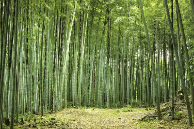 竹林