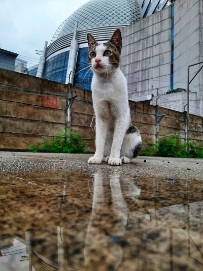 猫