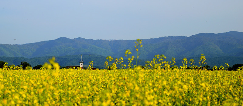 农村景观