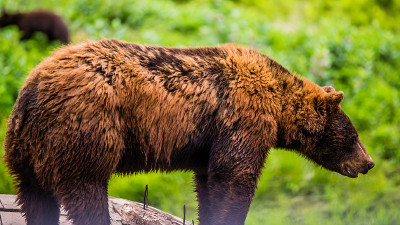 Brown bear in the Omega Park in Canada