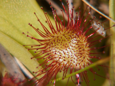 drosera rotundifolia,法国卢瓦尔河