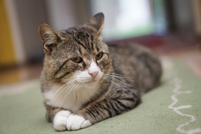 猫