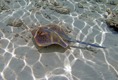 在红海里浮潜