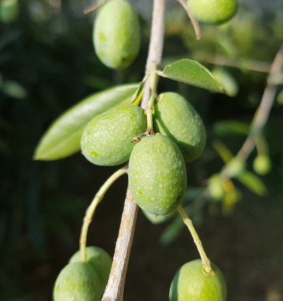 橄榄;橄榄树;齐墩果欧洲公司