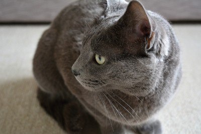 俄罗斯蓝色纯种猫美丽的肖像家