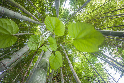 竹林