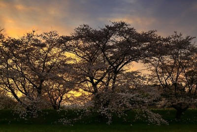 日落和樱花