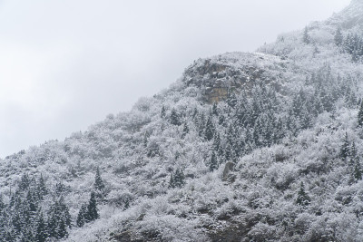 冬天树木被雪覆盖的景象令人惊叹。