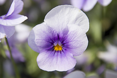 紫堇型花。