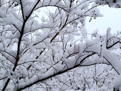 紫薇上的雪