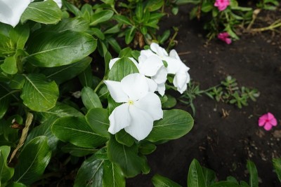 一束纯白的长春花在八月