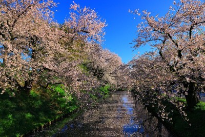 青森县春天公园