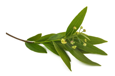 加州月桂湾分公司