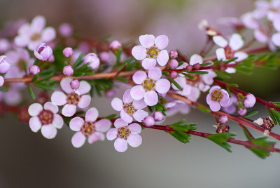 粉红的蜡花(Chamelaucium)特写